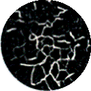 SEM pore structure